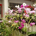 蝴蝶蘭P.stuartiana