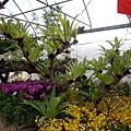 新社花海2012.11.22
