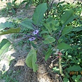 DSCN1733