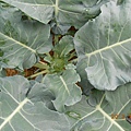 DSCN1767
