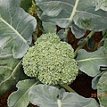 種植第一批20棵青花菜