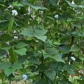 DSCN2094