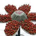 DSCN2219