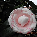 DSCN2203