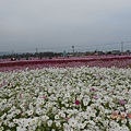 DSCN2161