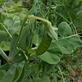 DSCN2256