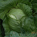 種植第二批20棵甘藍菜