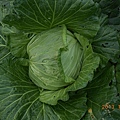 DSCN2360
