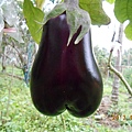 DSCN2481