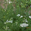DSCN2647