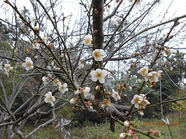 園內梅樹已開花了