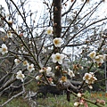 園內梅樹已開花了
