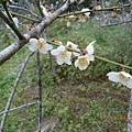 DSCN2747