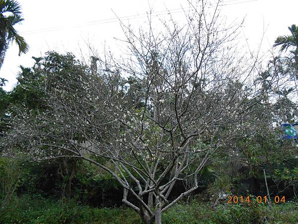 DSCN2730