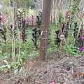 DSCN2812