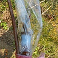 DSCN3019