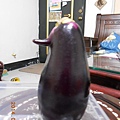 長像企鵝的日本茄子