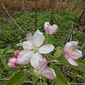 蘋果花開