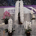 DSCN3698