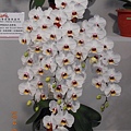 DSCN3695