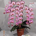DSCN3696