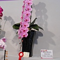 2014台灣國際蘭展103.3.8