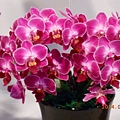 DSCN3675