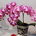 DSCN3674