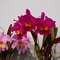 DSCN3754