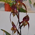 2014台灣國際蘭展103.3.8