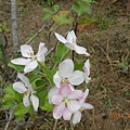 蘋果花開