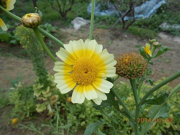 DSCN3852