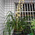 DSCN4040