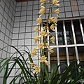 虎頭蘭