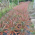 DSCN4053