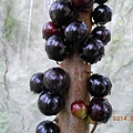 DSCN4286