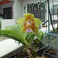 蝴蝶蘭P.violacea開花了