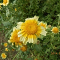 DSCN4229