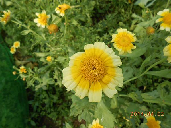 DSCN4231