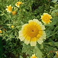 DSCN4231