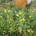 DSCN4232