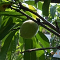 DSCN4454