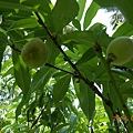 DSCN4453