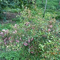 DSCN4458