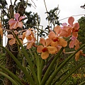DSCN1517