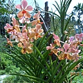 DSCN1096