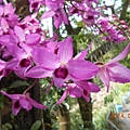 DSCN4505