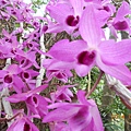 DSCN4513