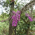 DSCN4511