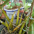 DSCN4586